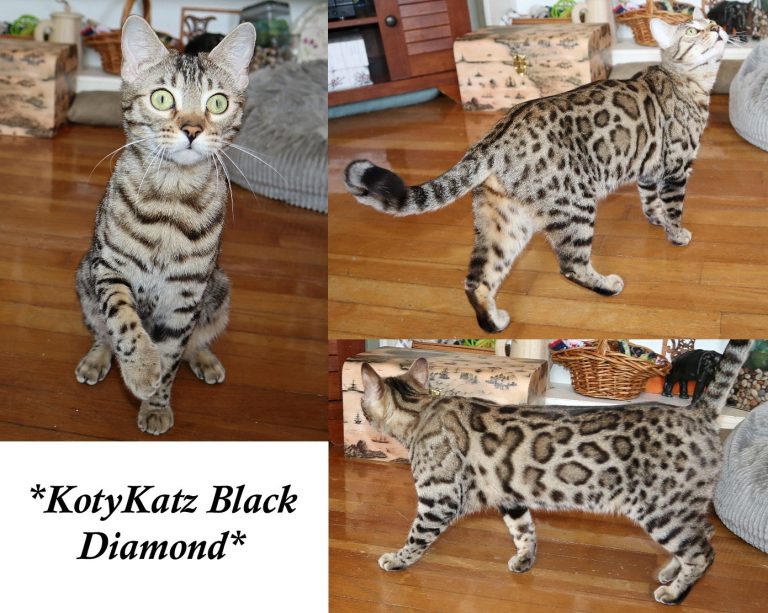 Black Diamond 1 Year
