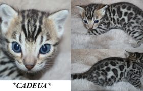 Cadeau 4 Weeks