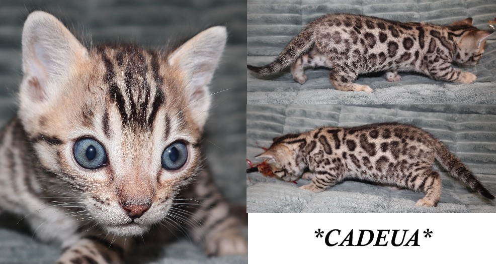 Cadeau 5 Weeks