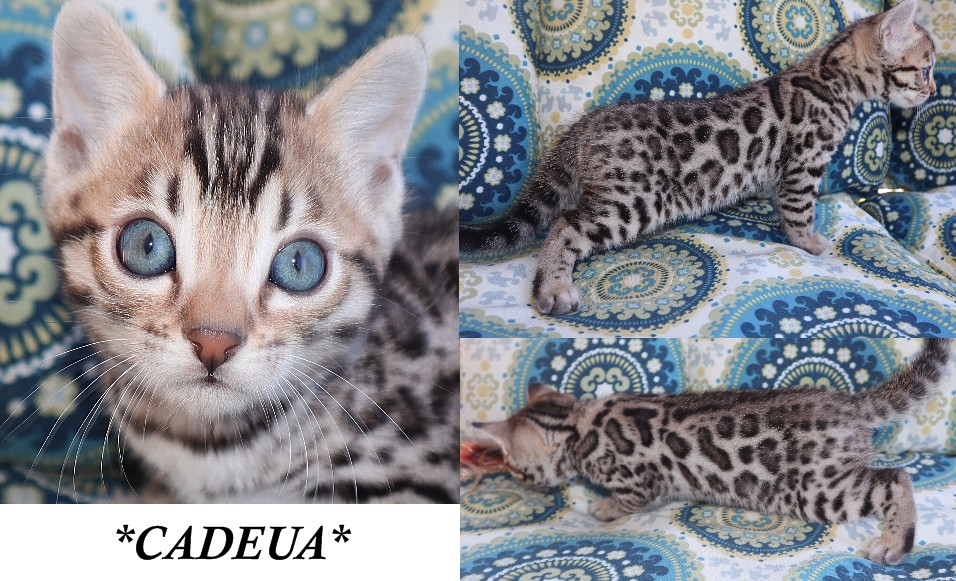 Cadeau 6 Weeks