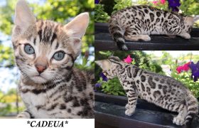 Cadeau 8 Weeks