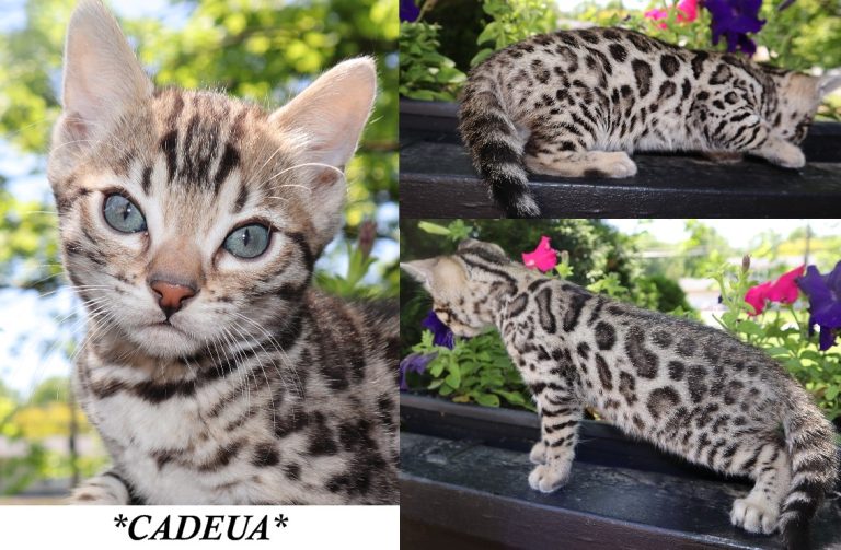 Cadeau 8 Weeks