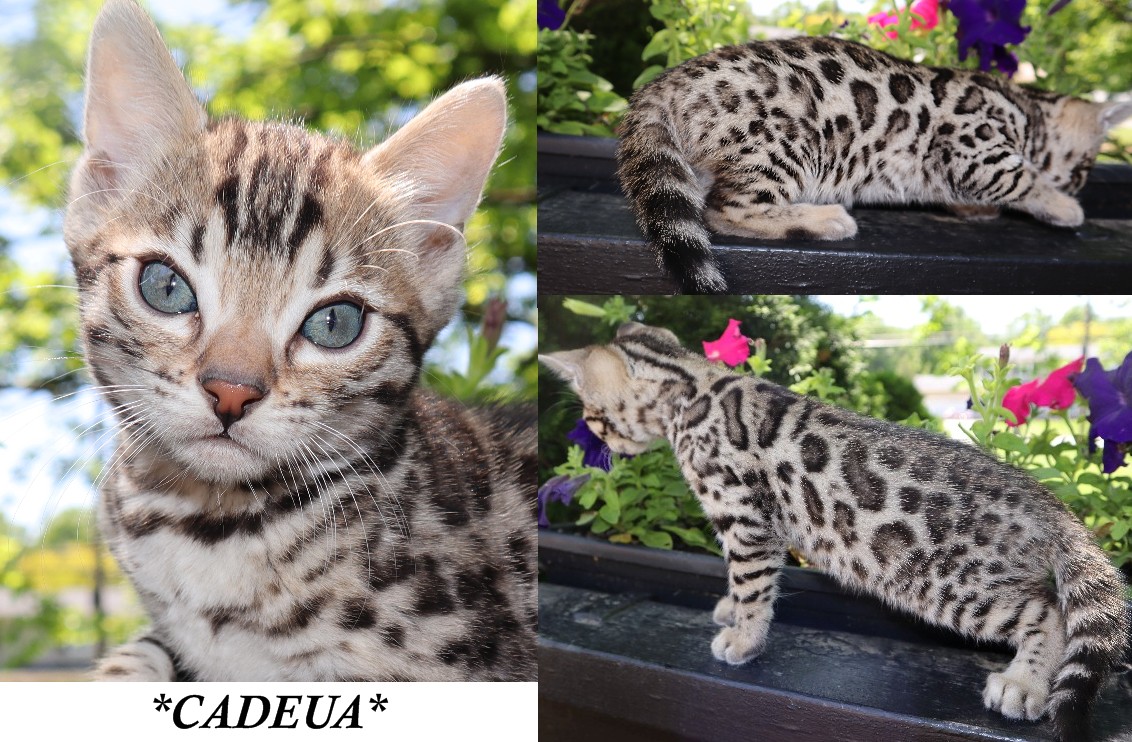 Cadeau 8 Weeks