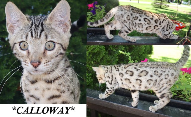 Calloway 13 Weeks