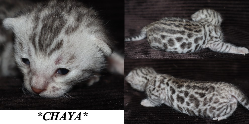 Chaya 2 Weeks