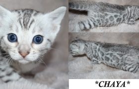 Chaya 4 Weeks