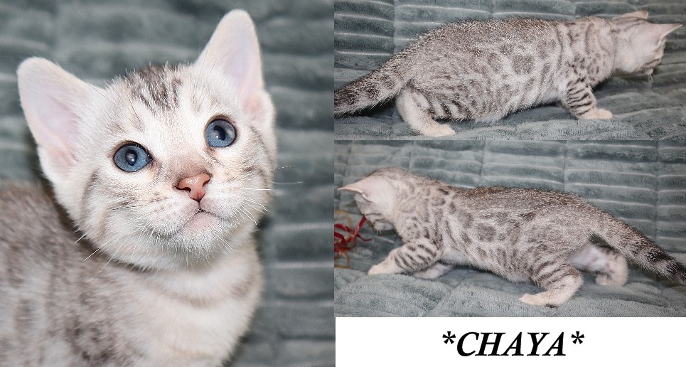 Chaya 5 Weeks