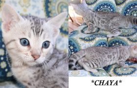 Chaya 6 Weeks