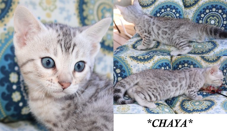 Chaya 6 Weeks