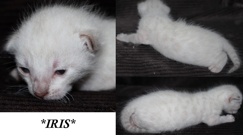 Iris 2 Weeks