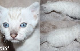 Iris 4 Weeks