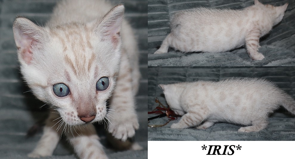 Iris 5 Weeks