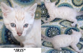 Iris 6 Weeks