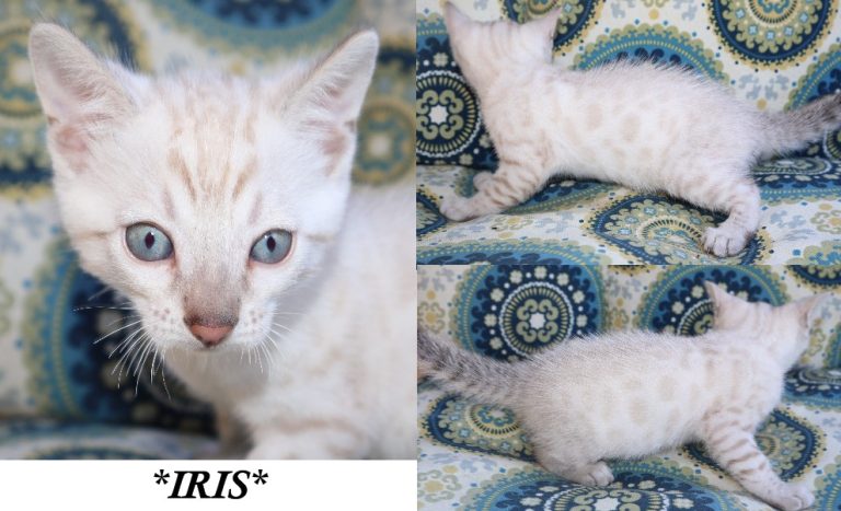 Iris 6 Weeks