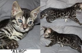 Kuro 7 Weeks