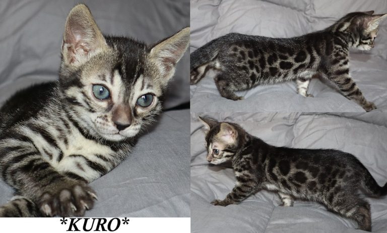 Kuro 7 Weeks