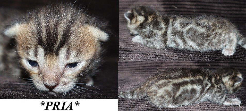 Pria 2 Weeks