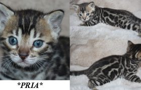 Pria 4 Weeks
