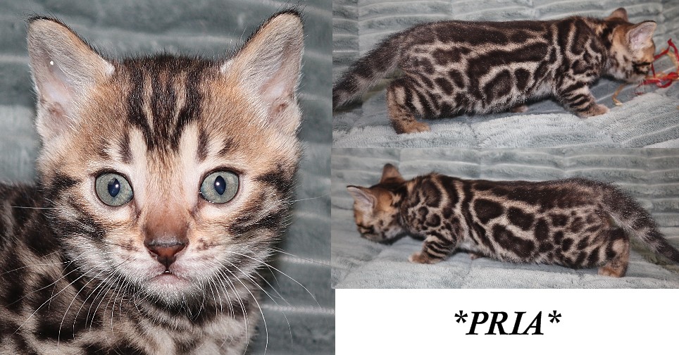 Pria 5 weeks