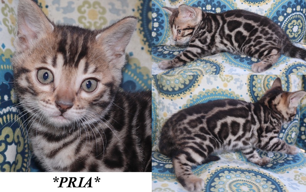Pria 6 Weeks