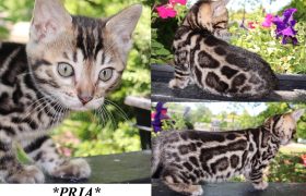 Pria 8 Weeks