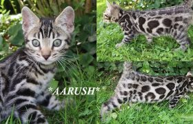 Aarush 10 Weeks