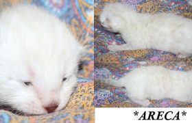 Areca 1 Week