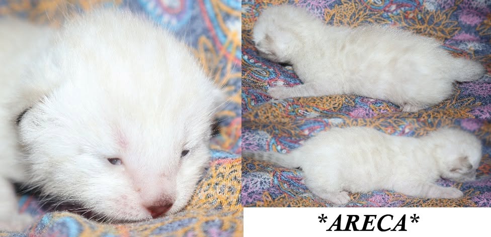 Areca 1 Week