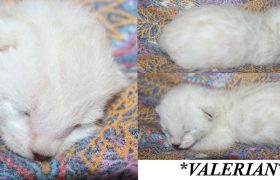 Valerian 1 Week
