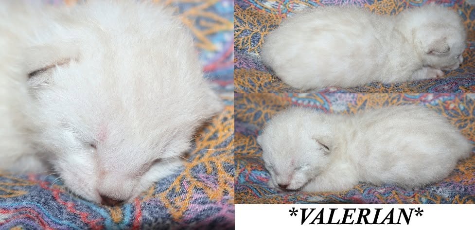 Valerian 1 Week