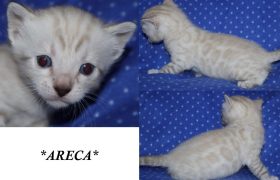 Areca 3 Weeks