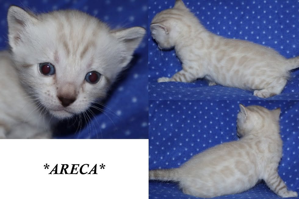 Areca 3 Weeks