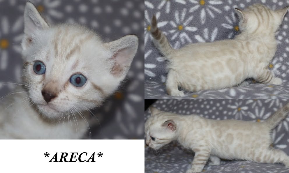 Areca 4 Weeks