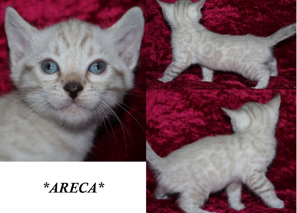 Areca 5 Weeks