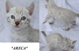 Areca 6 Weeks