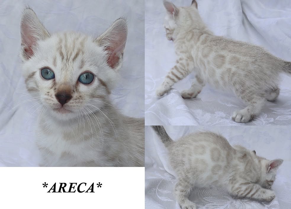 Areca 6 Weeks