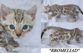 Bromeliad 6 Weeks