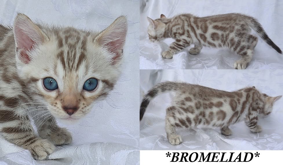 Bromeliad 6 Weeks