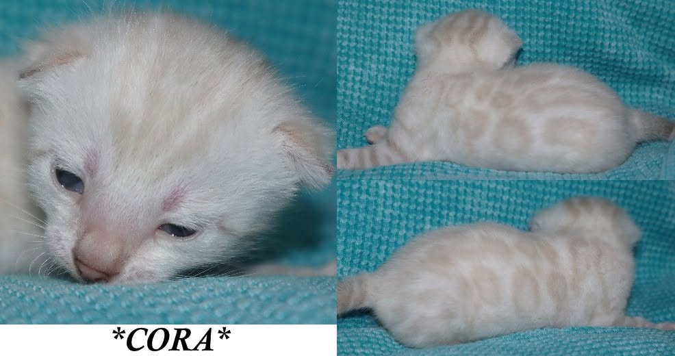 Cora 2 Weeks