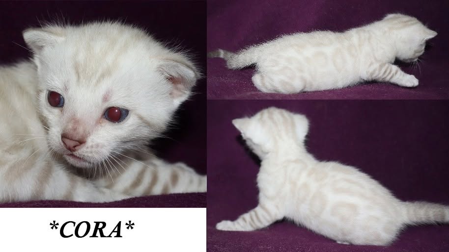 Cora 3 Weeks