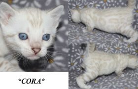 Cora 4 Weeks