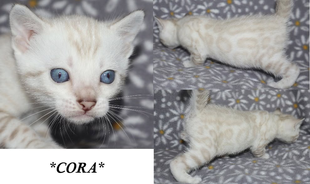 Cora 4 Weeks