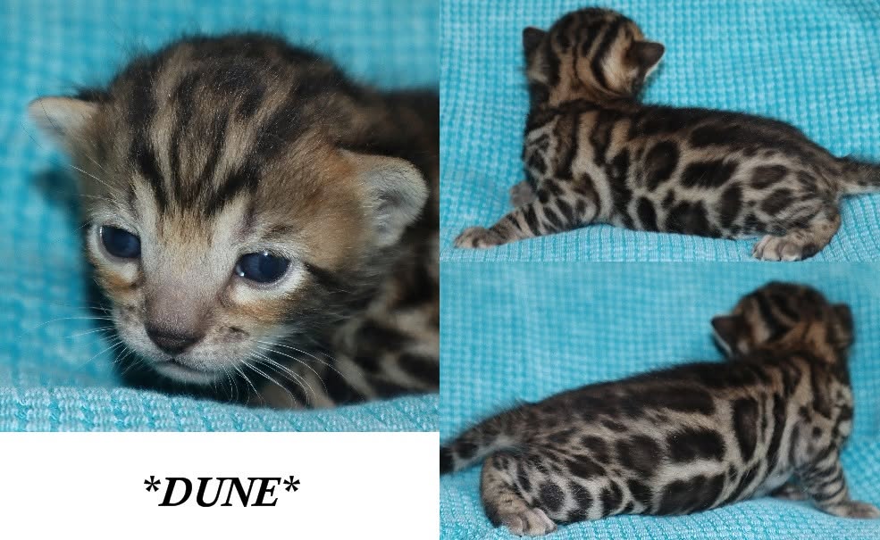 Dune 2 Weeks