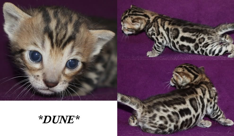 Dune 3 Weeks