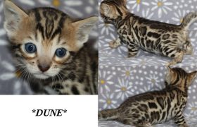 Dune 4 Weeks