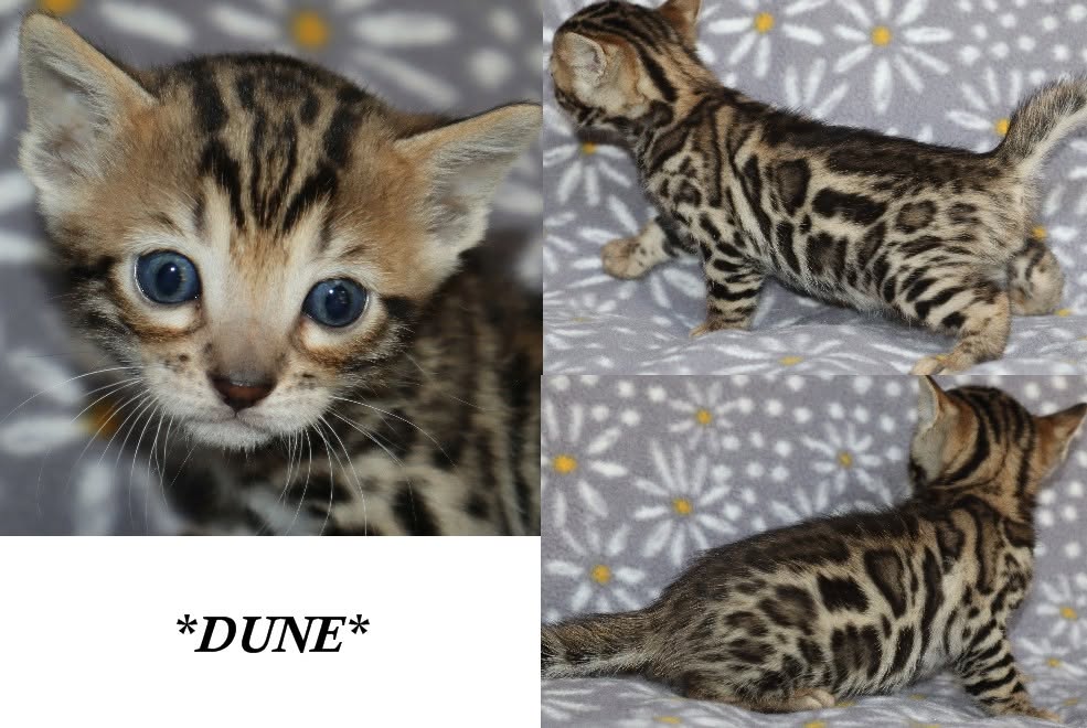 Dune 4 Weeks