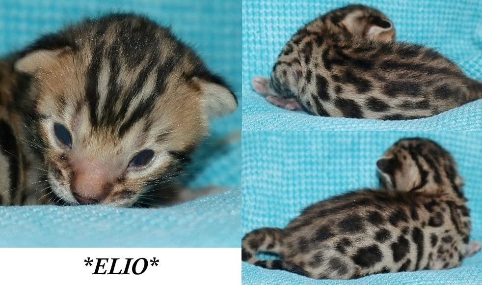 Elio 2 Weeks