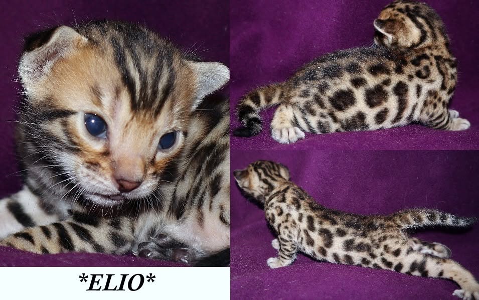 Elio 3 Weeks