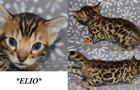 Elio 4 Weeks