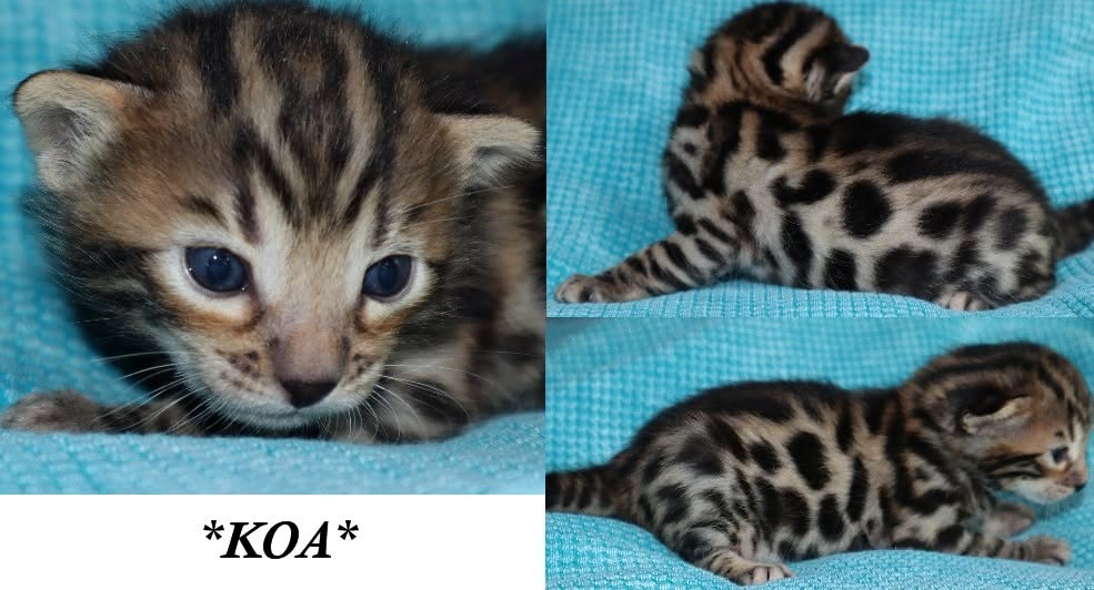 Koa 2 Weeks